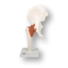 Heupgewricht - Functioneel model - Anatomie en pathologie