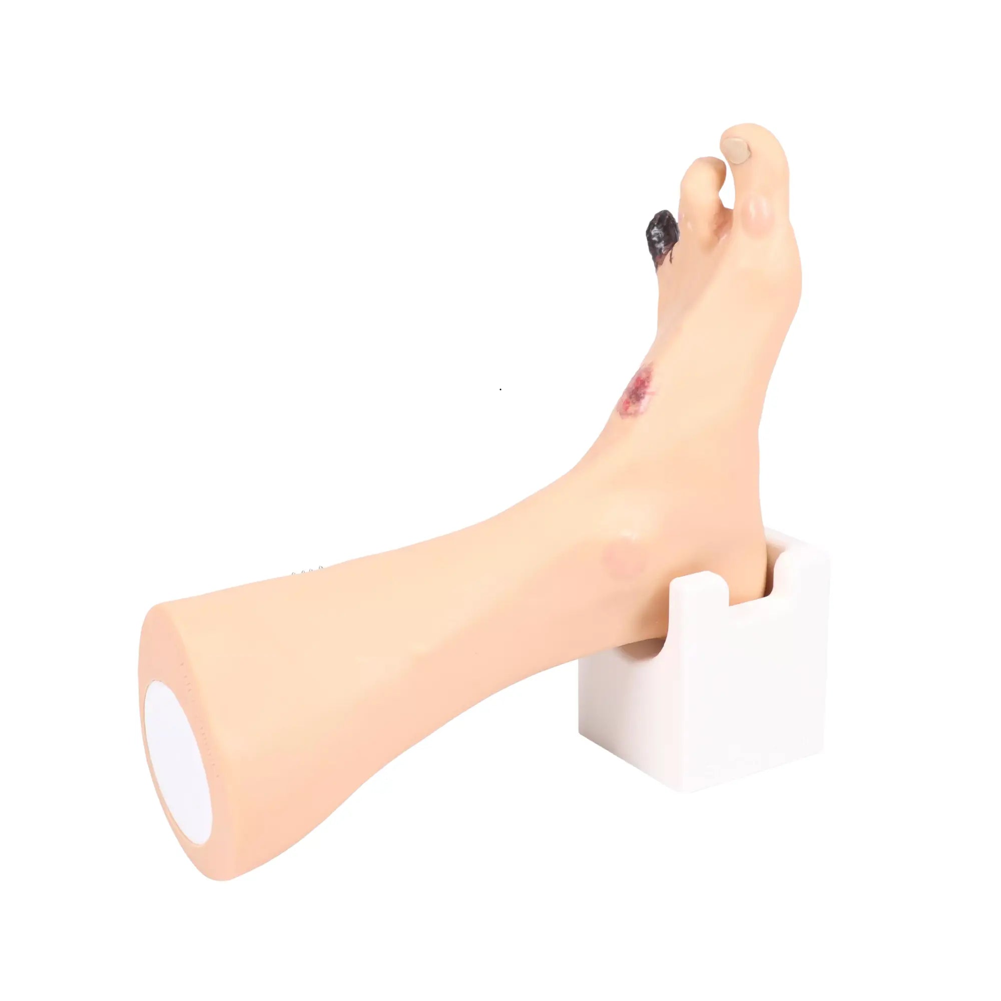 Voetmodel met wonden - Anatomie en pathologie Mijn Podotherapie 