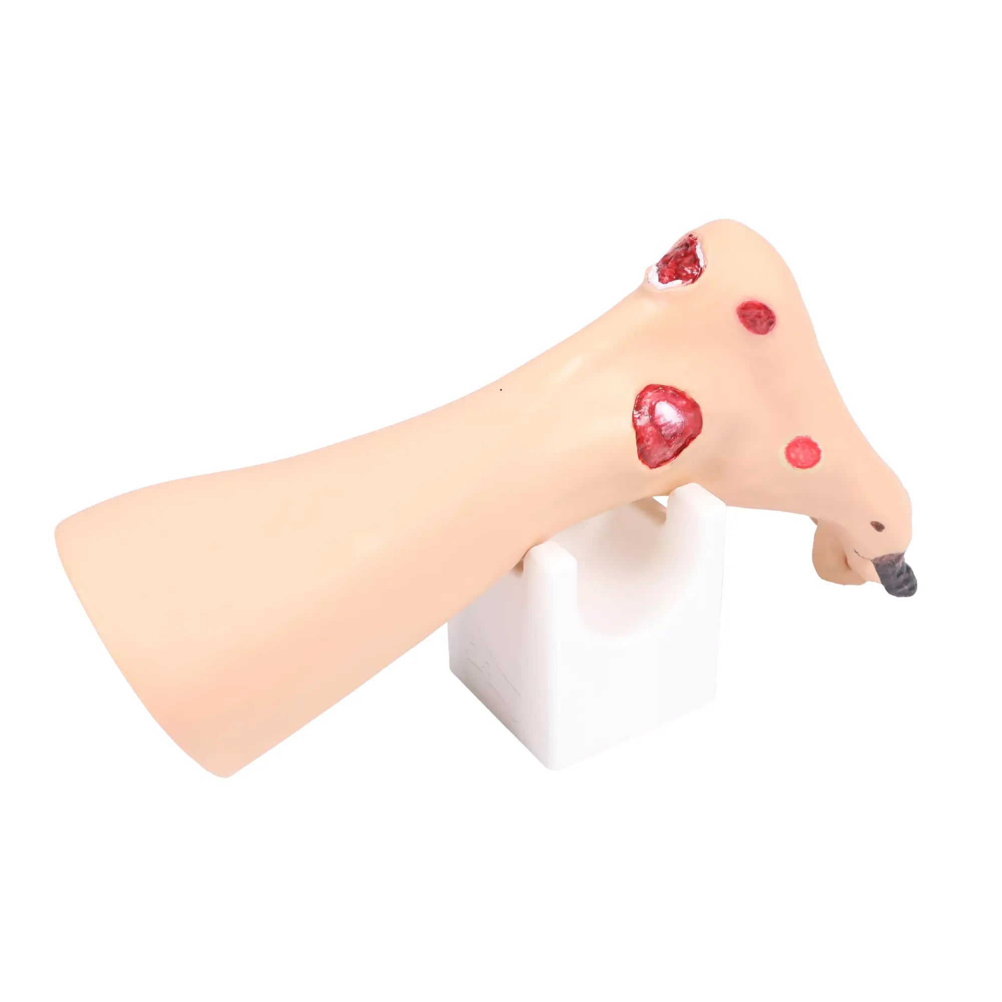 Voetmodel met wonden - Anatomie en pathologie Mijn Podotherapie 