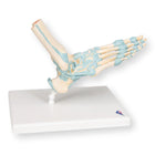 Voetskeletmodel met ligamenten