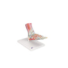 Modèle de squelette du pied avec ligaments et muscles