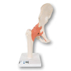 Deluxe functioneel model van het heupgewricht - Anatomie en pathologie