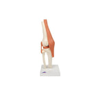 Deluxe functioneel model van het kniegewricht - Anatomie en pathologie