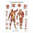 Anatomisch bord - Spierstelsel - Anatomie en pathologie