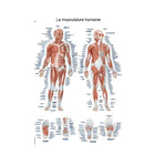 Anatomisch bord - Menselijk spierstelsel - 50 x 70 cm - Frans en Latijn