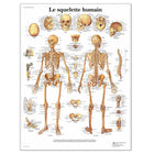Anatomisch bord - Het menselijk skelet - Anatomie en pathologie