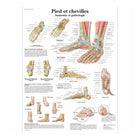 Anatomisch bord - Voet en enkels - Anatomie en pathologie