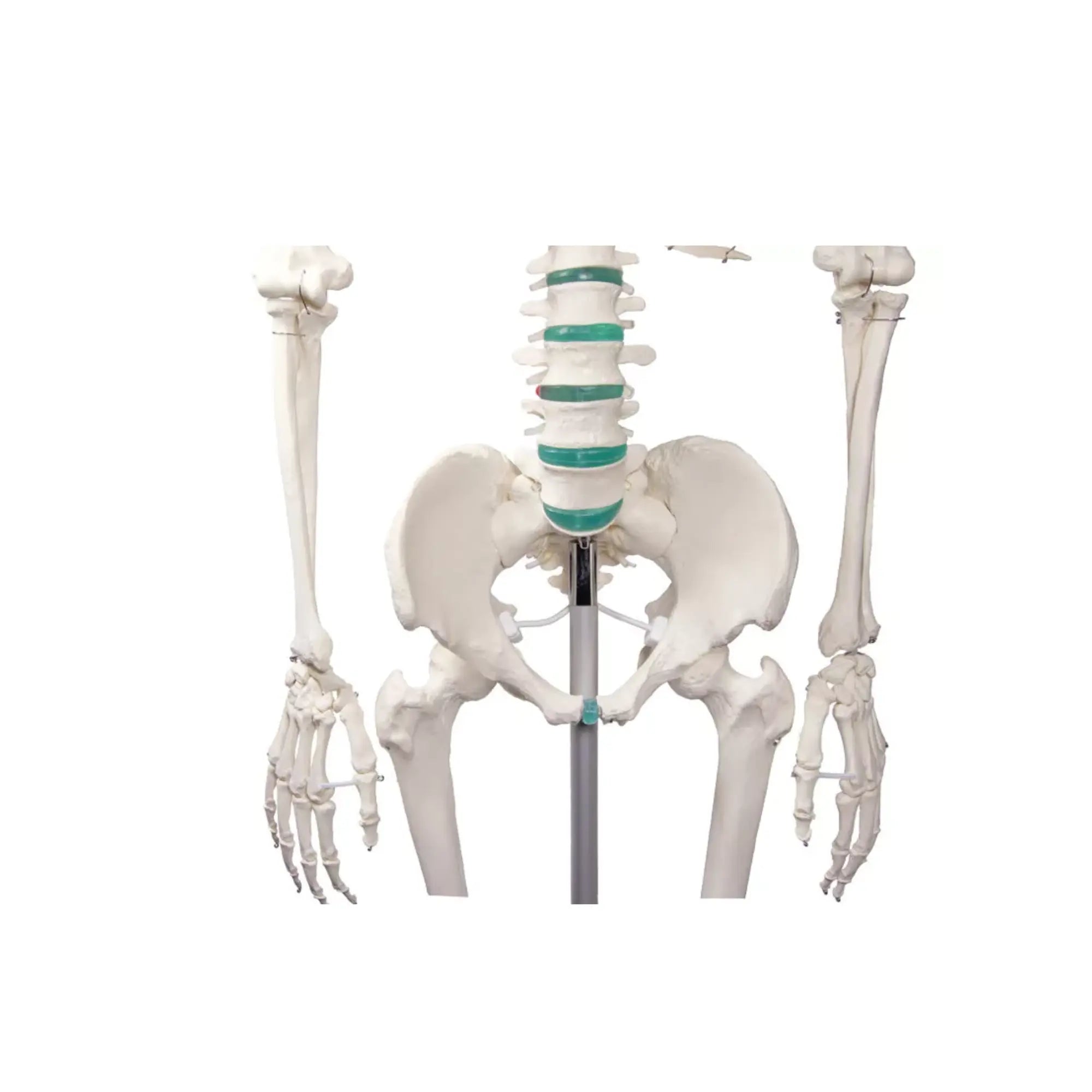 Menselijk lichaamsskelet 1m78 Oscar Ruck 