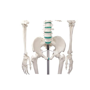 Menselijk lichaamsskelet 1m78 Oscar Ruck 