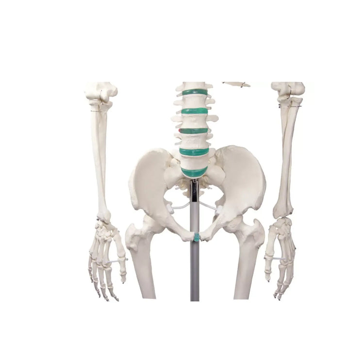 Menselijk lichaamsskelet 1m78 Oscar Ruck 