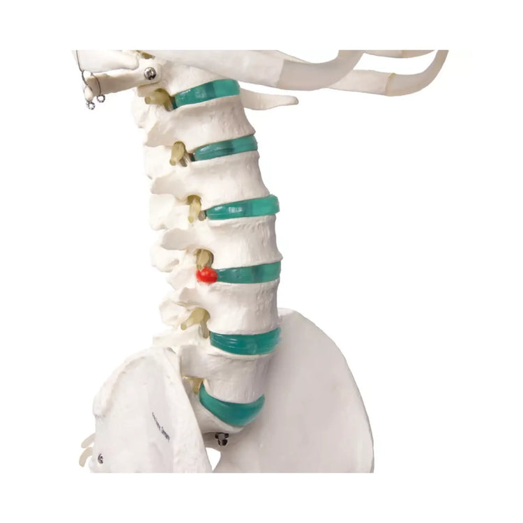 Menselijk lichaamsskelet 1m78 Oscar Ruck 