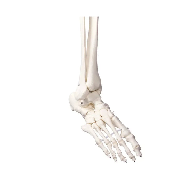 Menselijk lichaamsskelet 1m78 Oscar Ruck 