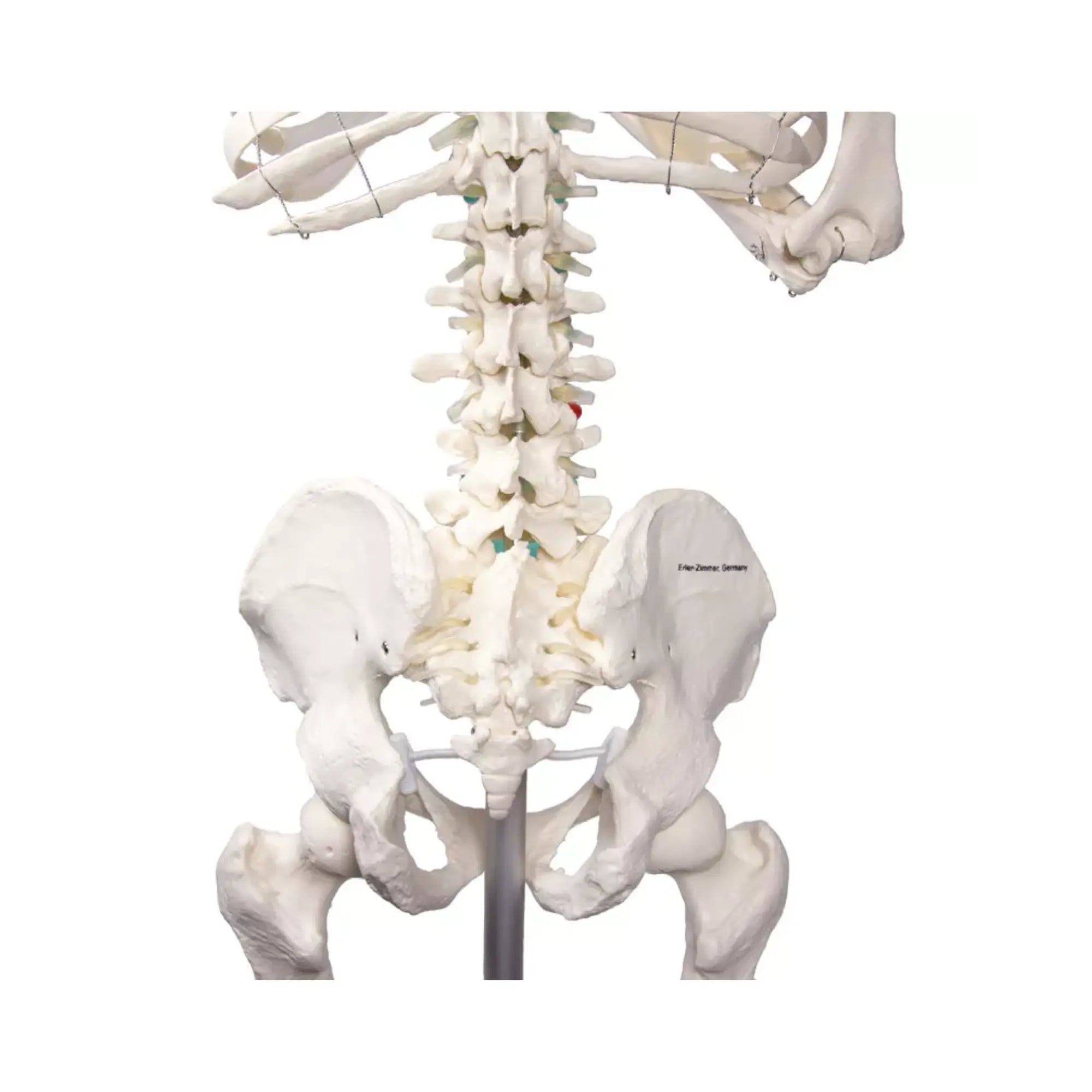 Menselijk lichaamsskelet 1m78 Oscar Ruck 