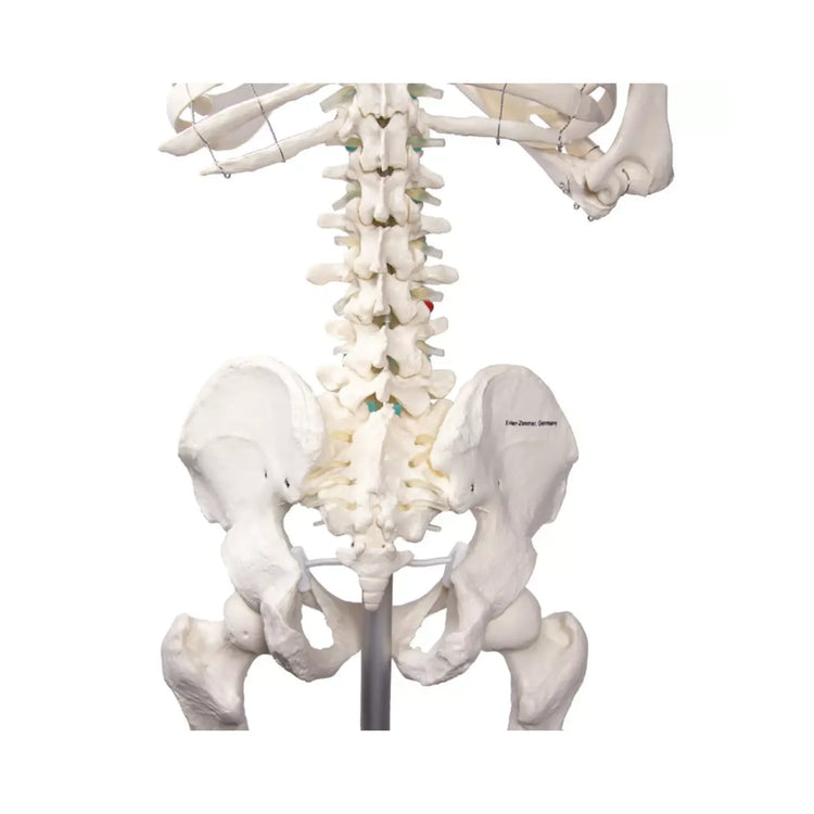 Menselijk lichaamsskelet 1m78 Oscar Ruck 