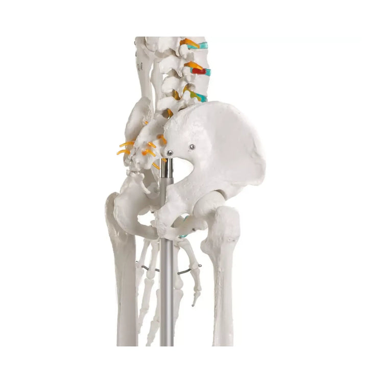 Menselijk lichaamsskelet 1m78 Oscar Ruck 