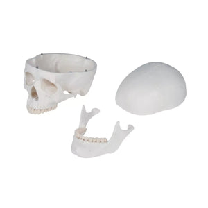 Menselijk lichaamsskelet 1m78 Oscar Ruck 