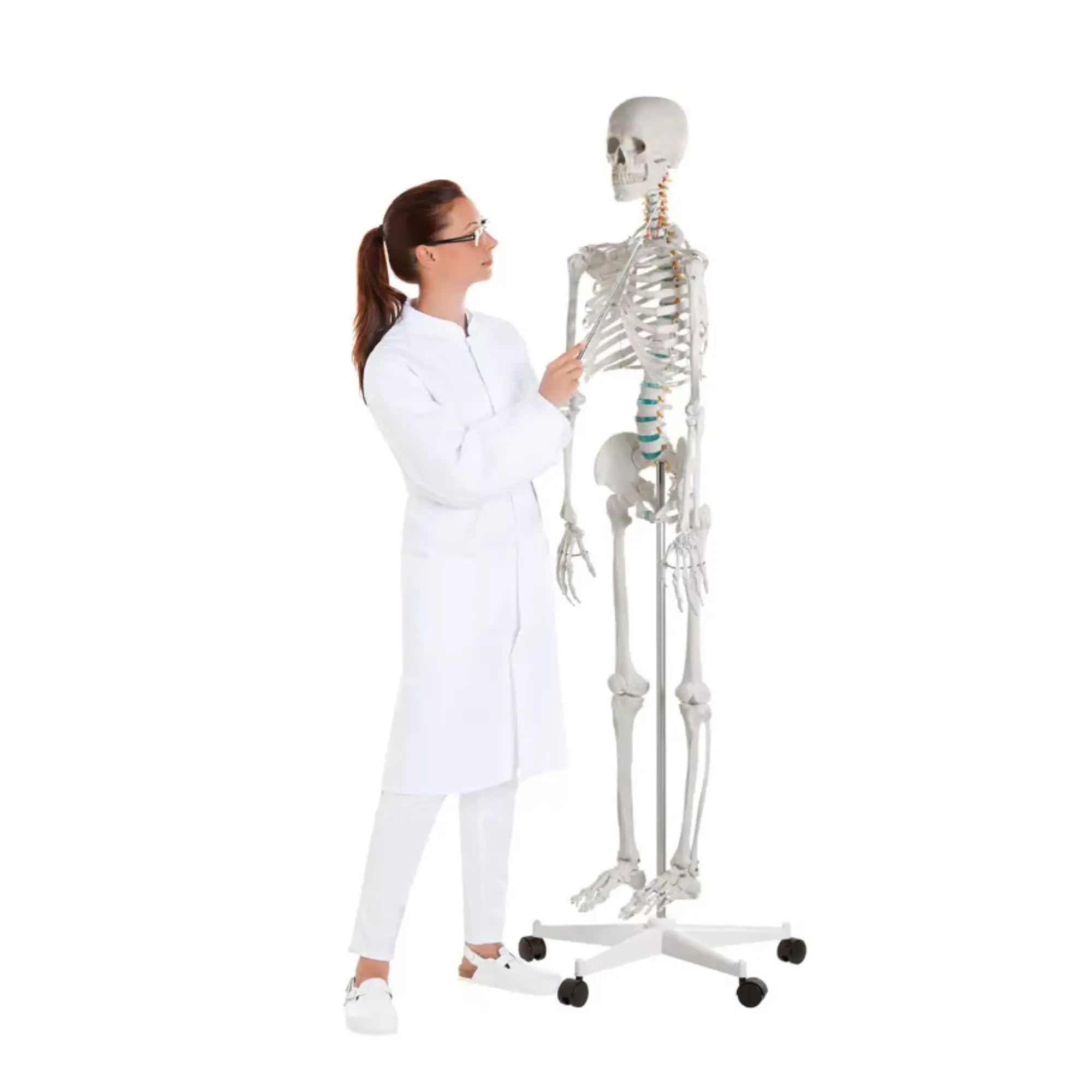 Menselijk lichaamsskelet 1m78 Oscar Ruck 