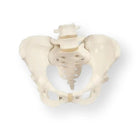 Bekkenskelet, vrouwelijk - Anatomie en pathologie
