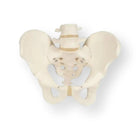 Bekkenskelet, mannelijk - Anatomie en pathologie
