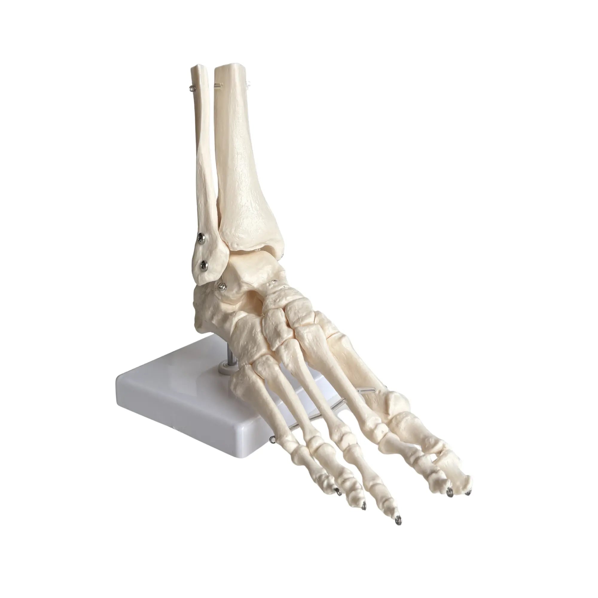 Squelette du pied articulé - My Podologie My Podologie 