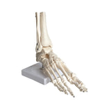 Skeleton of the articulated foot - My Podiatry
