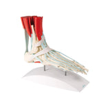 Voetskelet met ligamenten en spieren
